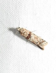 Ancylosis undulatella