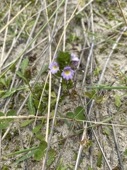 Euphrasia stricta