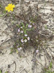 Euphrasia stricta