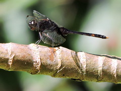Erythemis attala