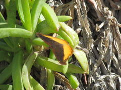Eurytela dryope angulata