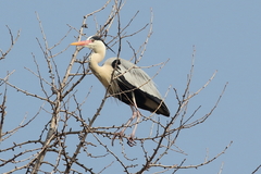 Ardea cinerea