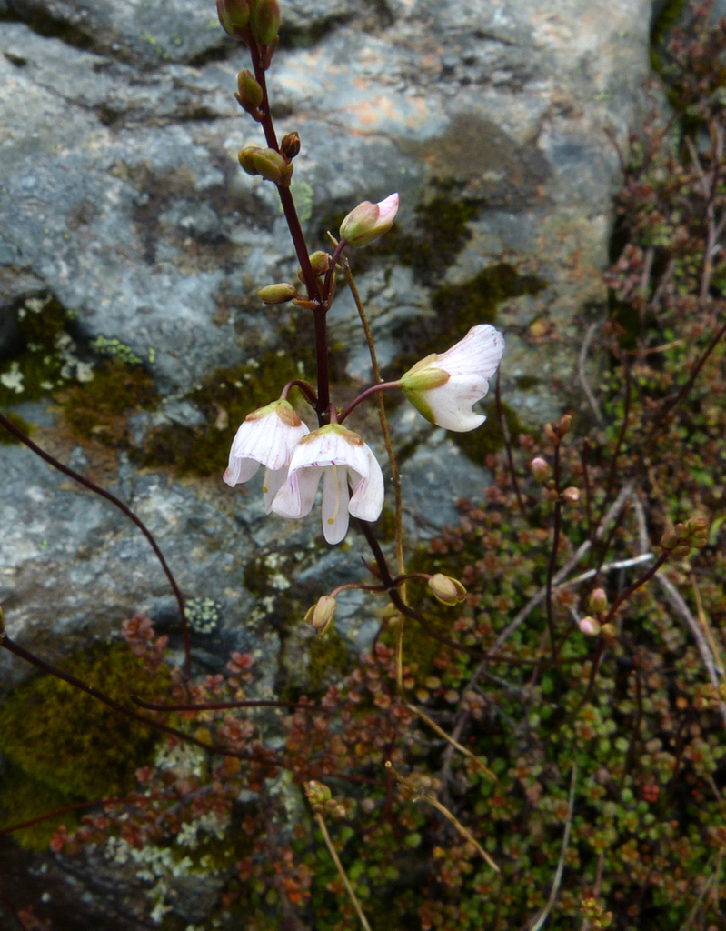 Veronica decora