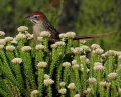 Sphenoeacus afer afer