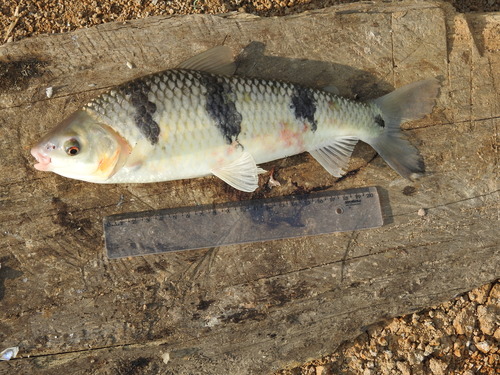 Threestripe leporinus (Leporinus trifasciatus) — Anostomidae — 2