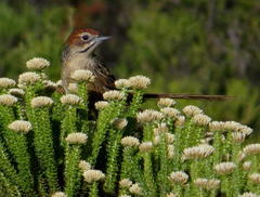 Sphenoeacus afer afer