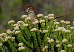 Sphenoeacus afer afer