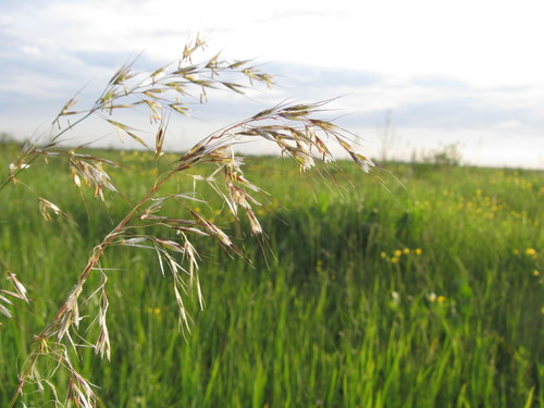 Trisetum sibiricum iNat (3)