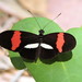 Heliconius - Photo (c) Cheryl Harleston López Espino, some rights reserved (CC BY-NC-ND), uploaded by Cheryl Harleston López Espino