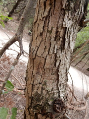 Quercus sinuata breviloba