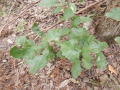 Quercus sinuata breviloba