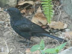 Melaenornis pammelaina ater