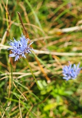Jasione laevis