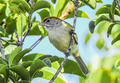 Hylophilus amaurocephalus