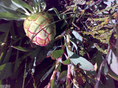 Protea effusa