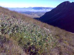 Protea effusa