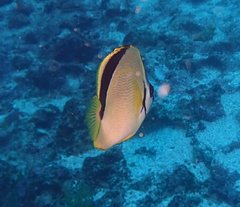 Johnrandallia nigrirostris