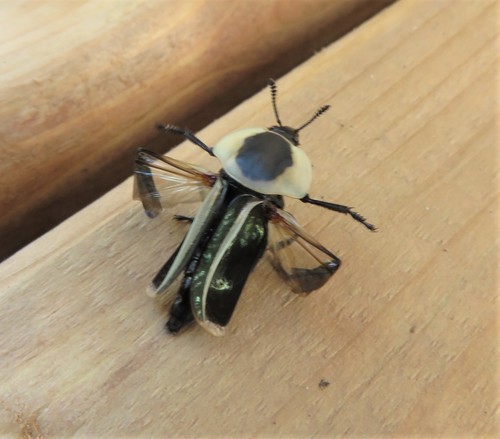 American carrion beetle