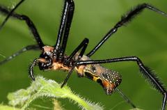 Trichonephila fenestrata