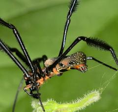 Trichonephila fenestrata