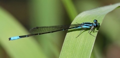 Acanthagrion quadratum