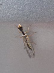 Xanthostigma corsica