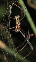 Trichonephila fenestrata
