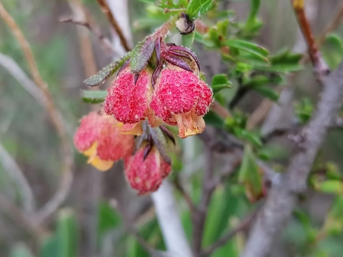 Image of Hermannia rudis by no rights reserved