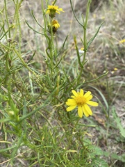 Senecio inaequidens