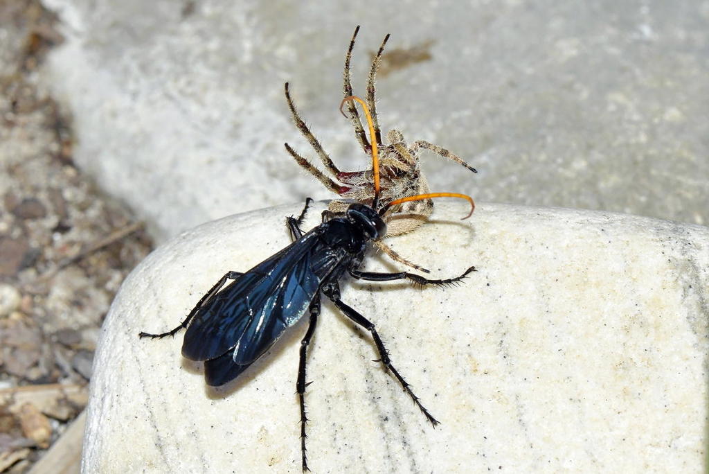 Batozonellus fuliginosus