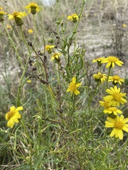 Senecio inaequidens