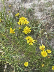 Senecio inaequidens