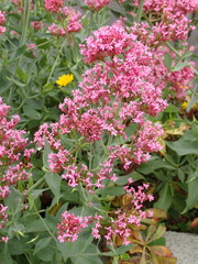 Centranthus ruber