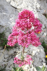 Centranthus ruber