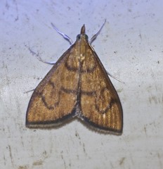 Anania perflavalis