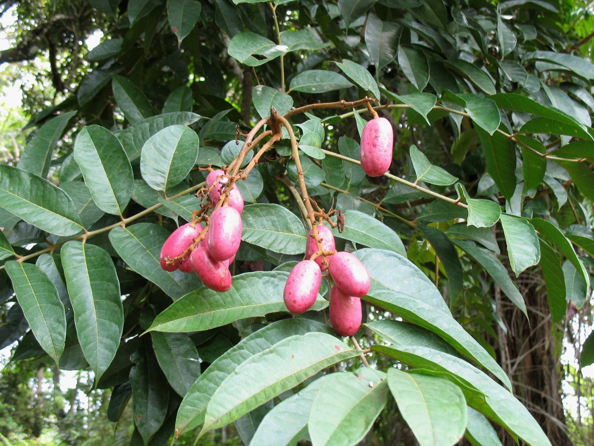 Pachylobus Edulis (Pachylobus edulis)