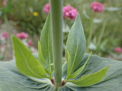Centranthus ruber