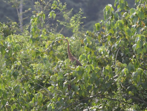 Purple Heron