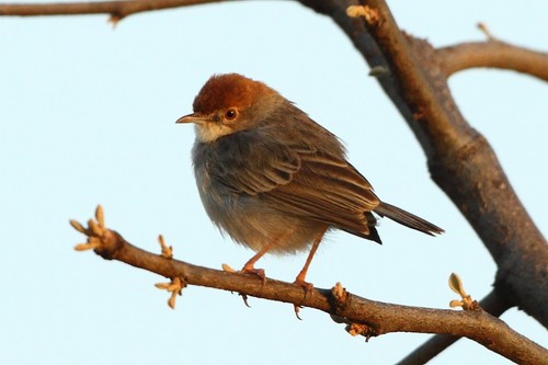 Tiny Cisticola