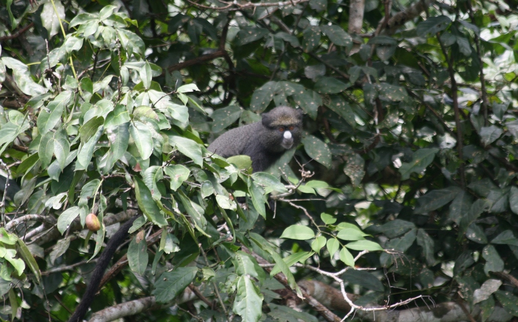 Putty-nosed Monkey from Lac Goré, Gabon on November 22, 2008 at 11:15 ...