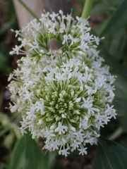 Centranthus ruber