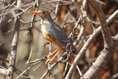 Turdus tephronotus