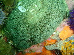 Bunodactis reynaudi