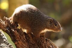Heliosciurus gambianus