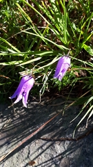 Campanula excisa