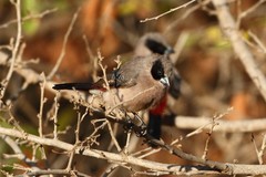 Brunhilda charmosyna