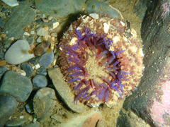 Bunodactis reynaudi