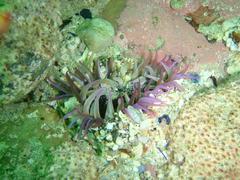Bunodactis reynaudi