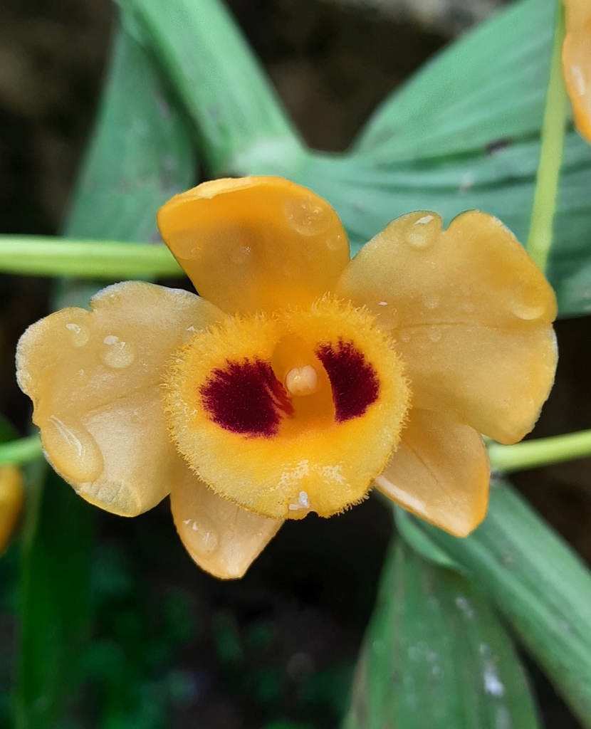 Dendrobium chrysanthum Wall. ex Lindl.