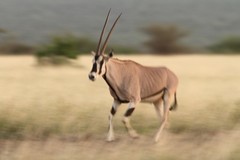 Oryx beisa beisa